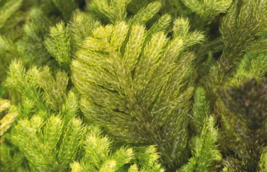 Liverworts like this Teleranea sp. can be very detailed up close. © J.P. Frahm